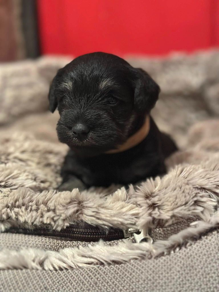 Magic Ianood - Chiot disponible  - Schnauzer miniature