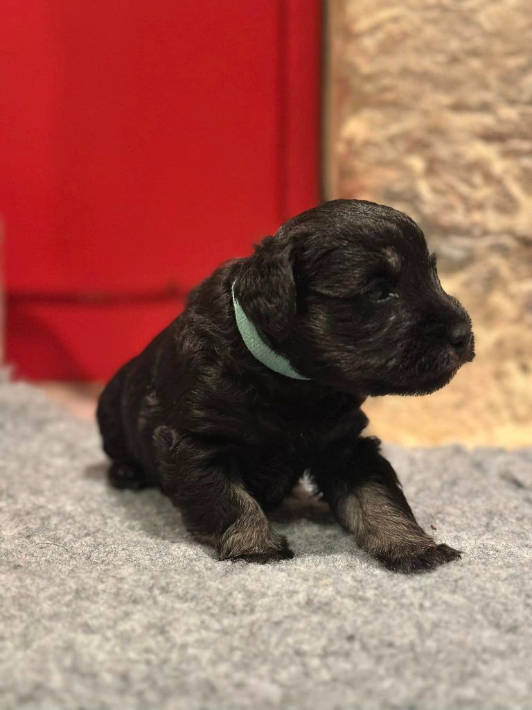 Magic Ianood - Chiot disponible  - Schnauzer miniature