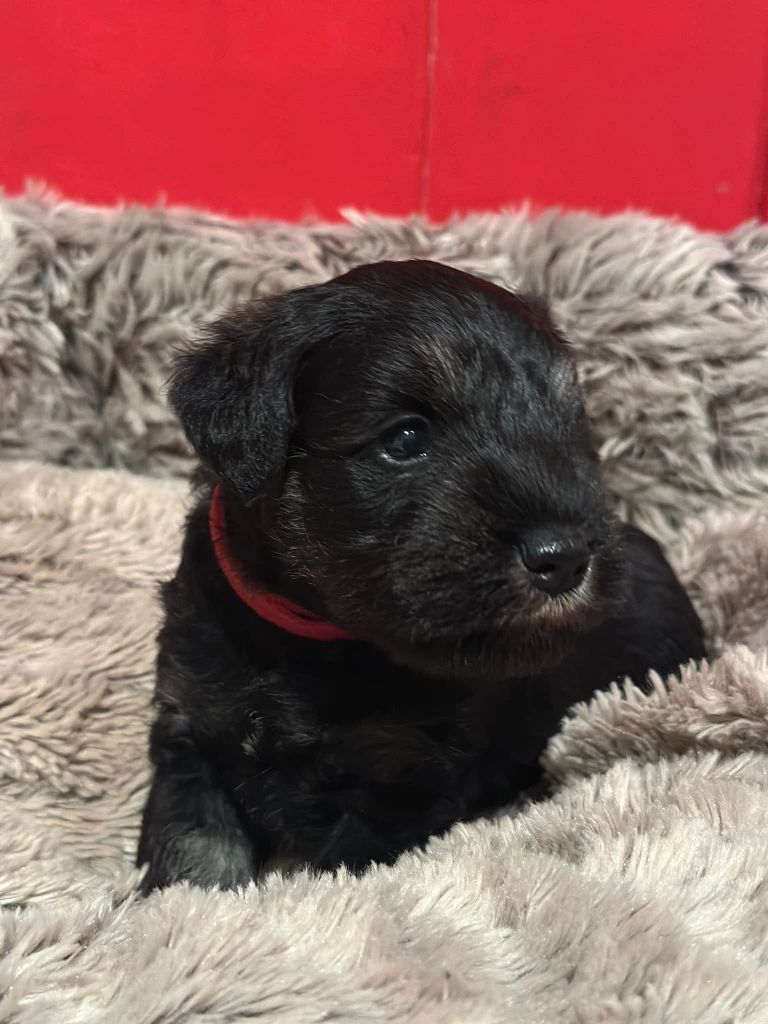 Magic Ianood - Chiot disponible  - Schnauzer miniature