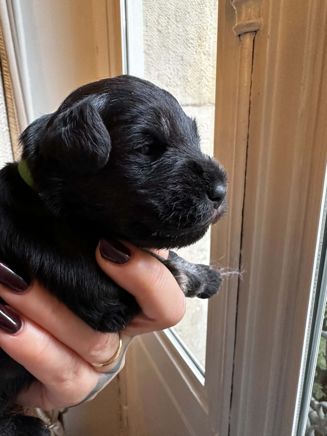 Magic Ianood - Chiots disponibles - Schnauzer miniature
