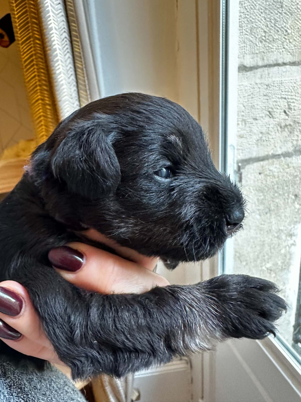 Magic Ianood - Chiots disponibles - Schnauzer miniature