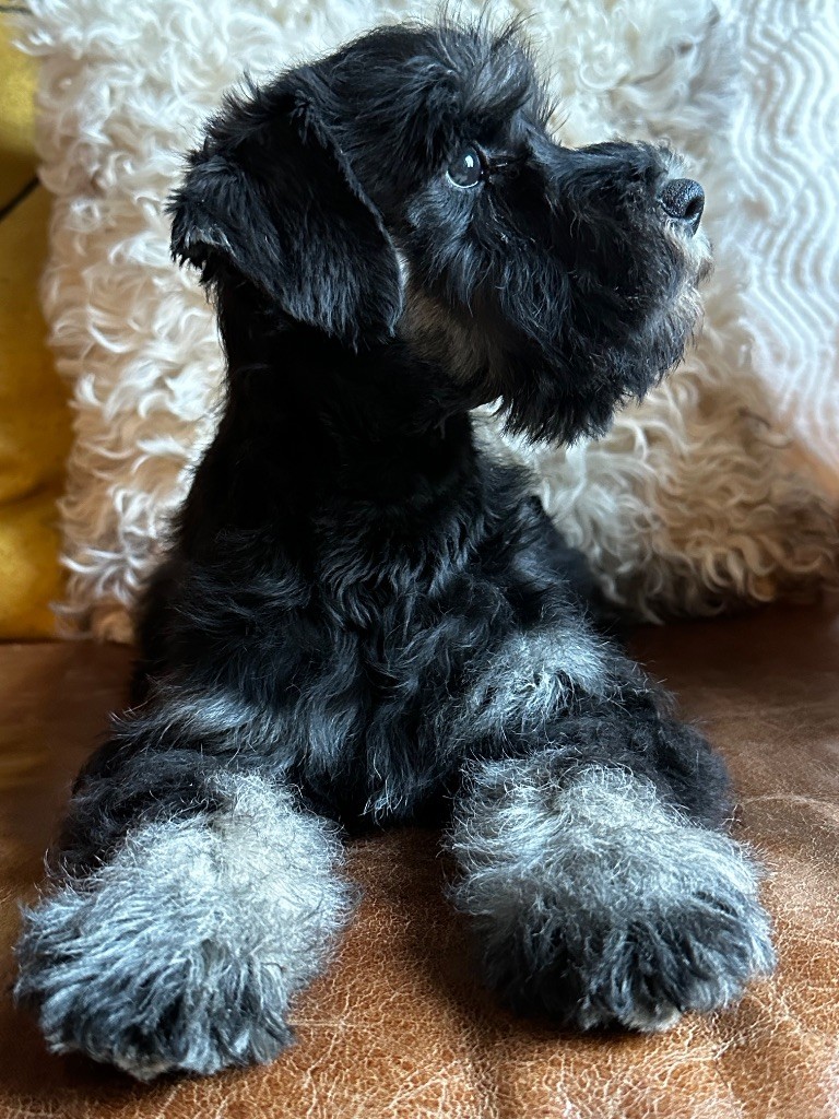 Magic Ianood - Chiots disponibles - Schnauzer miniature