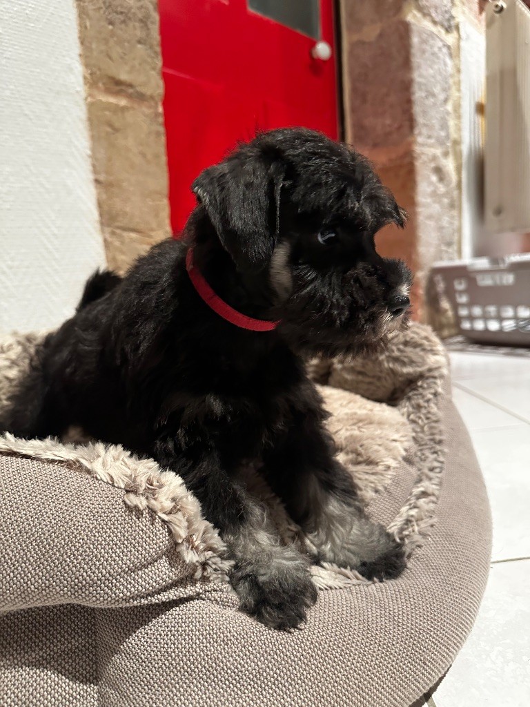 Magic Ianood - Chiots disponibles - Schnauzer miniature