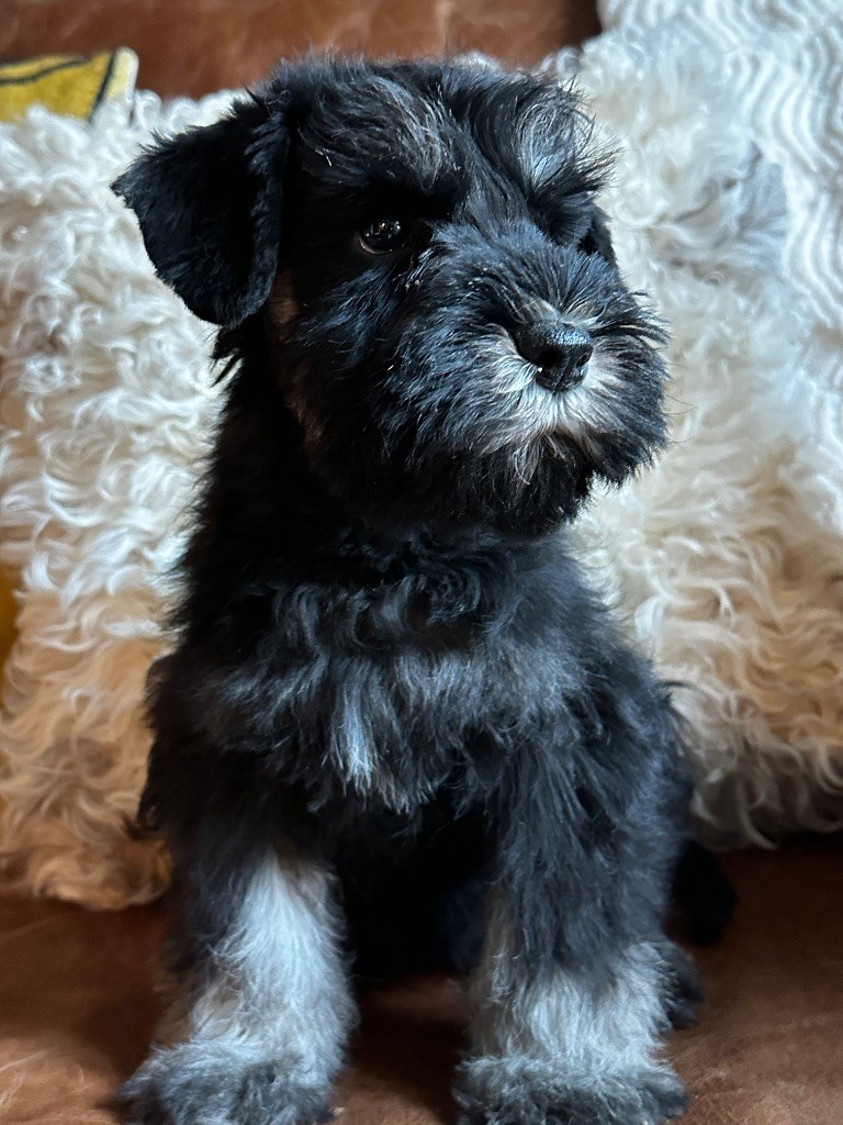 Magic Ianood - Chiots disponibles - Schnauzer miniature