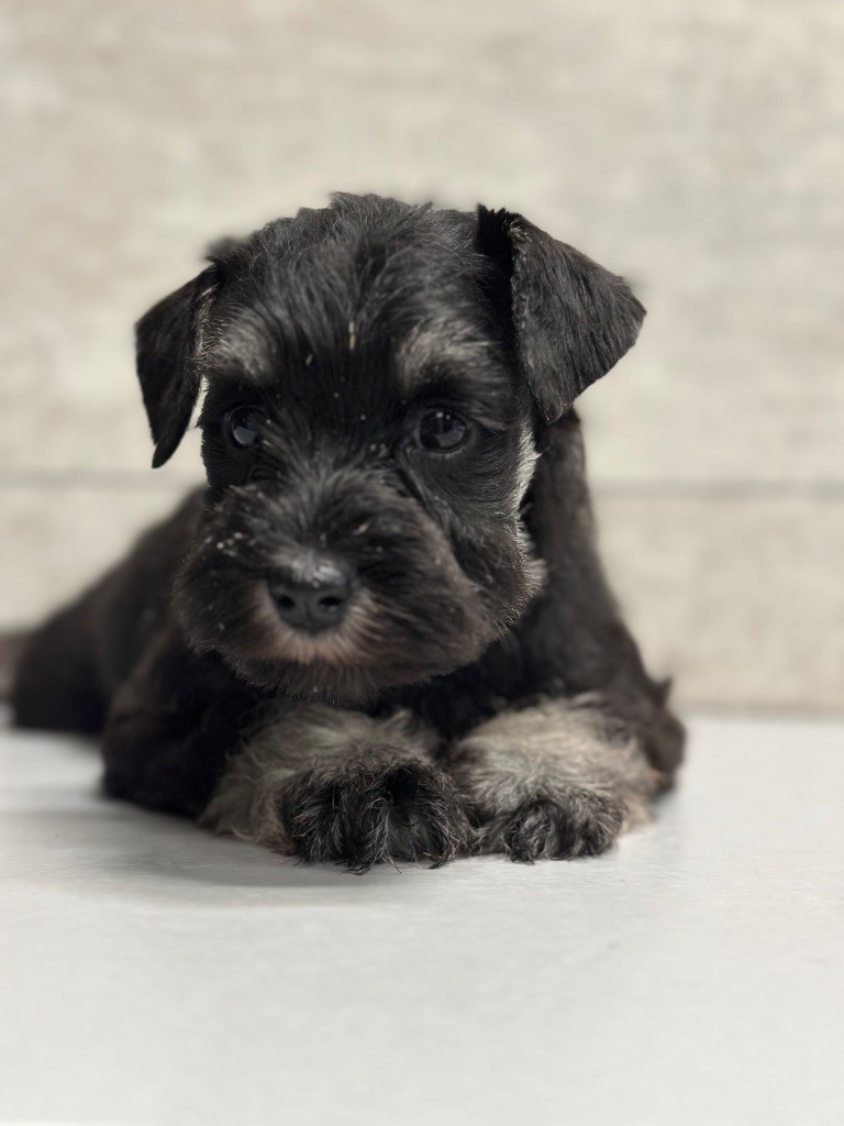 Magic Ianood - Schnauzer miniature - Portée née le 07/01/2025